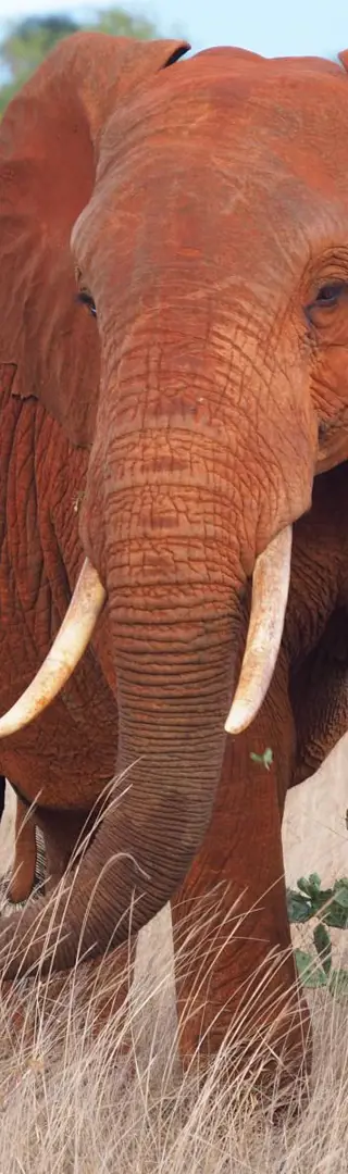 Die roten Elefanten des Tsavo-Ost